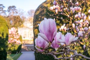 Magnolienblüte taucht die Wilhelma in ein Meer von Farben